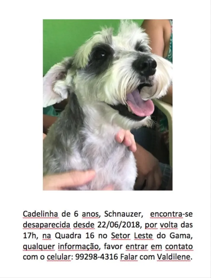 Cachorro ra a Schnauzer  idade 6 ou mais anos nome Cherrie