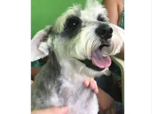 Cachorro raça Schnauzer  idade 6 ou mais anos nome Cherrie