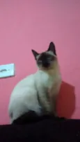 Toninho