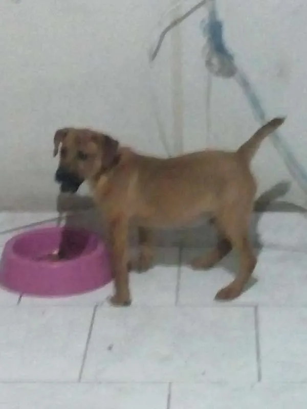 Cachorro raça srd idade 2 a 6 meses nome snoop