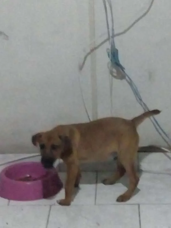 Cachorro raça srd idade 2 a 6 meses nome snoop