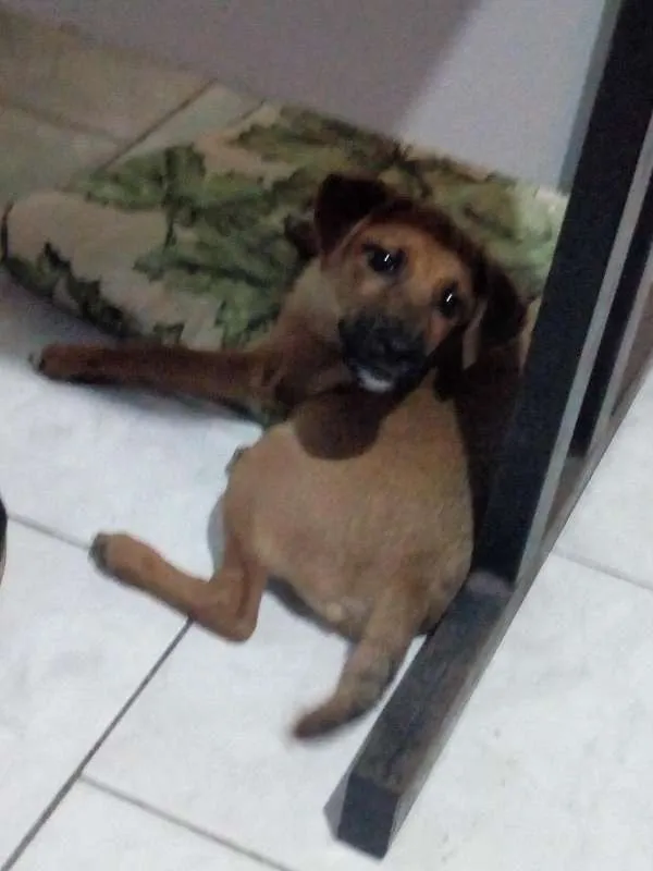 Cachorro raça srd idade 2 a 6 meses nome snoop