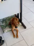 snoop