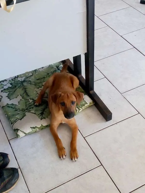 Cachorro raça srd idade 2 a 6 meses nome snoop
