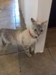 Fantasma