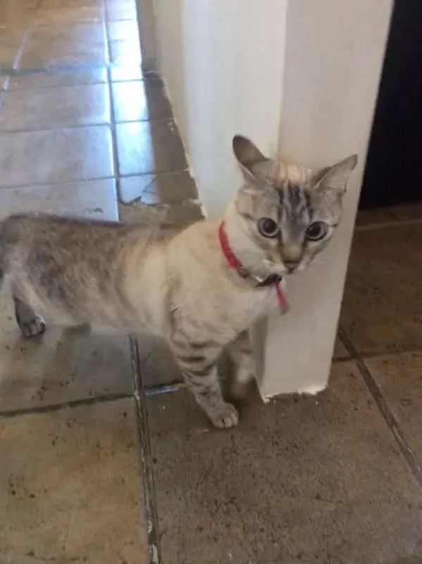 Gato raça sem raça idade 2 anos nome Fantasma