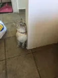 Fantasma