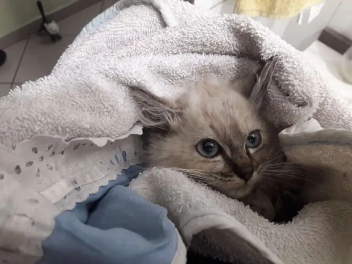Gato ra a SRD idade Abaixo de 2 meses nome Vitória
