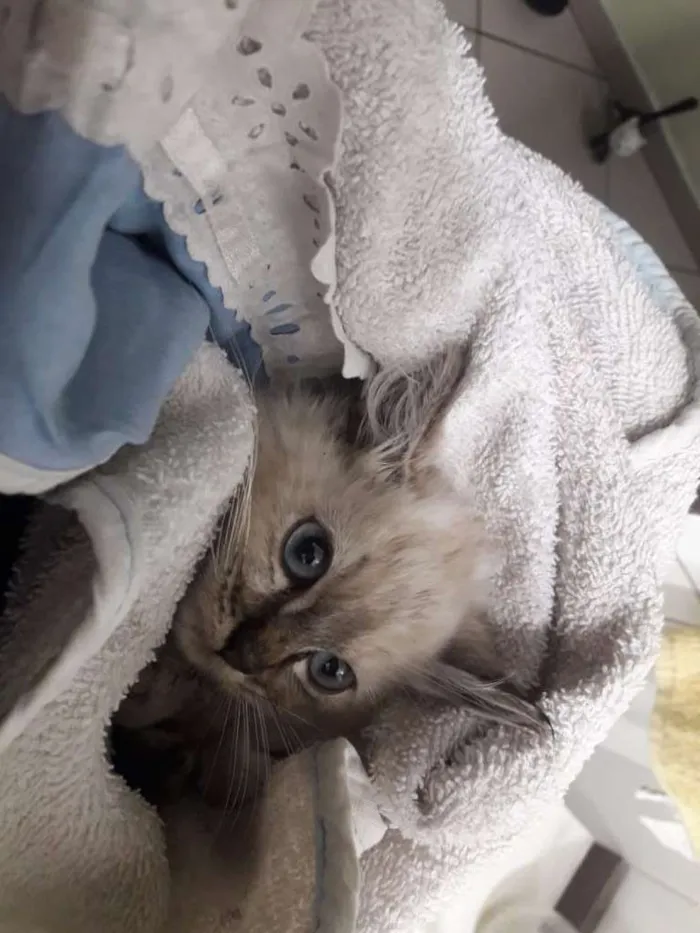 Gato ra a SRD idade Abaixo de 2 meses nome Vitória