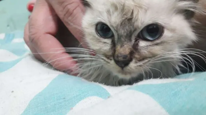 Gato ra a SRD idade Abaixo de 2 meses nome Vitória