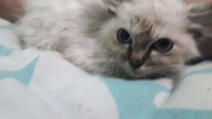 Gato ra a SRD idade Abaixo de 2 meses nome Vitória