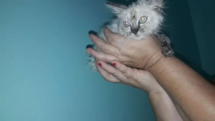 Gato ra a SRD idade Abaixo de 2 meses nome Vitória