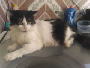 Gato raça Rnd idade 5 anos nome Gatita