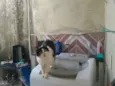 Gatita