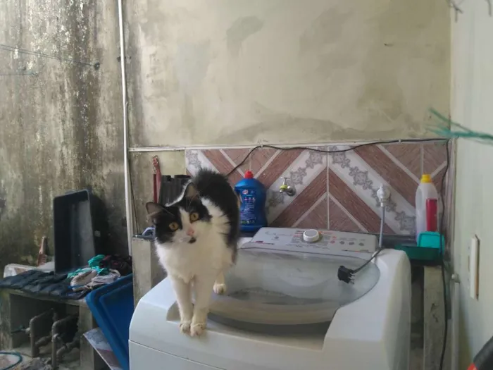 Gato ra a Rnd idade 5 anos nome Gatita