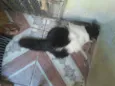 Gatita