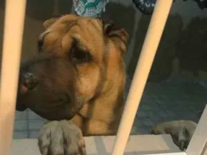 Cachorro raça Sharpei idade 2 anos nome Spike