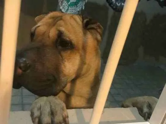 Cachorro ra a Sharpei idade 2 anos nome Spike