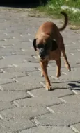 Mel