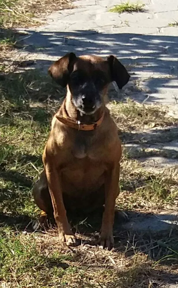 Cachorro ra a SRD idade 5 anos nome Mel