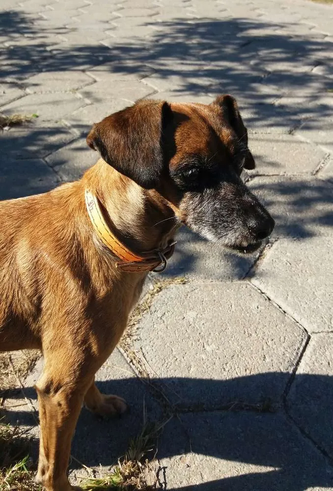 Cachorro ra a SRD idade 5 anos nome Mel