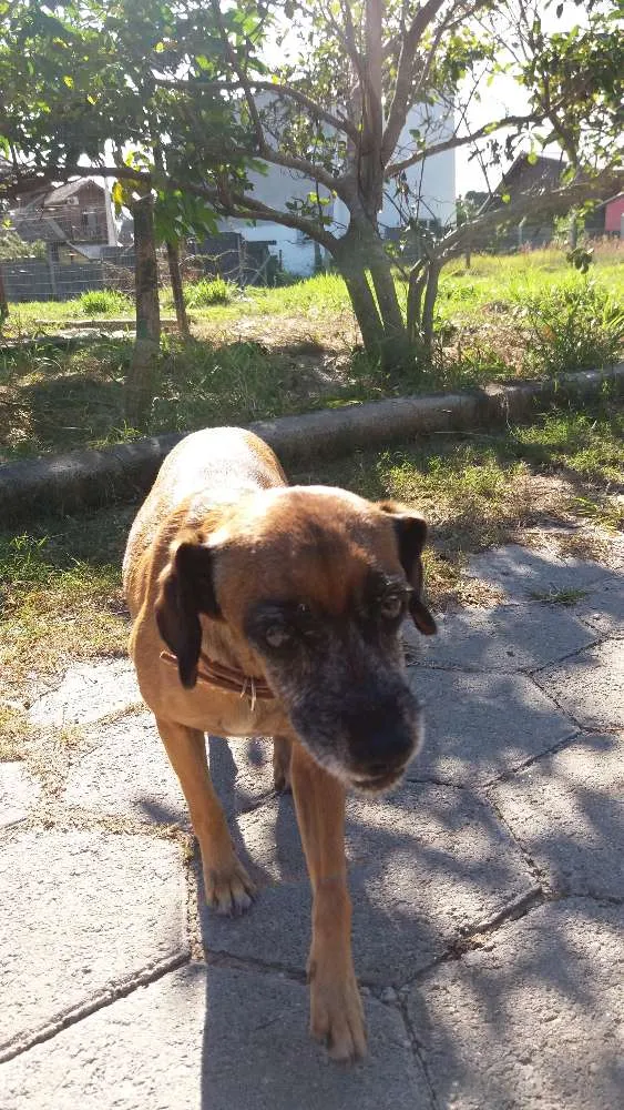 Cachorro ra a SRD idade 5 anos nome Mel