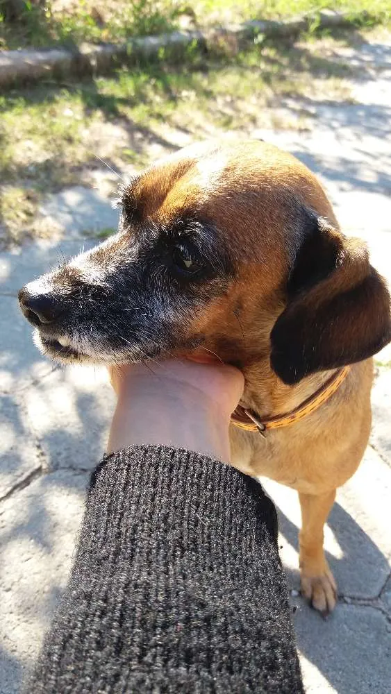 Cachorro ra a SRD idade 5 anos nome Mel