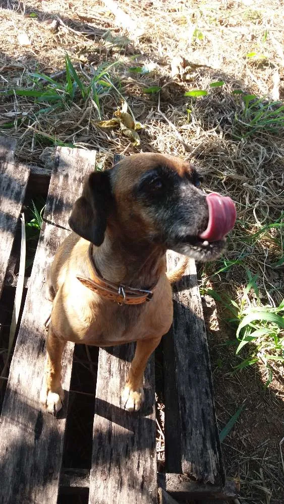 Cachorro ra a SRD idade 5 anos nome Mel