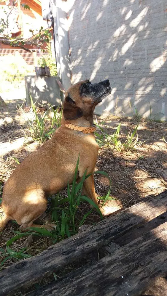Cachorro ra a SRD idade 5 anos nome Mel