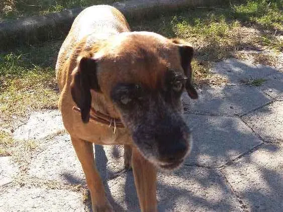 Cachorro ra a SRD idade 5 anos nome Mel