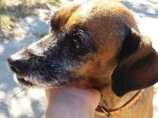 Cachorro ra a SRD idade 5 anos nome Mel