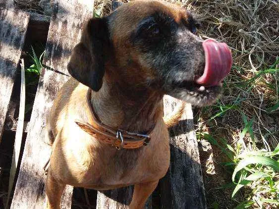 Cachorro ra a SRD idade 5 anos nome Mel