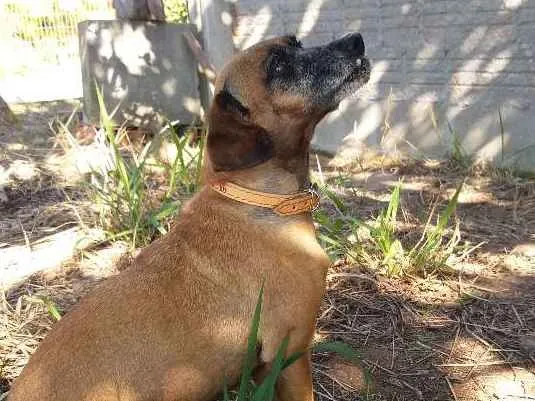 Cachorro ra a SRD idade 5 anos nome Mel
