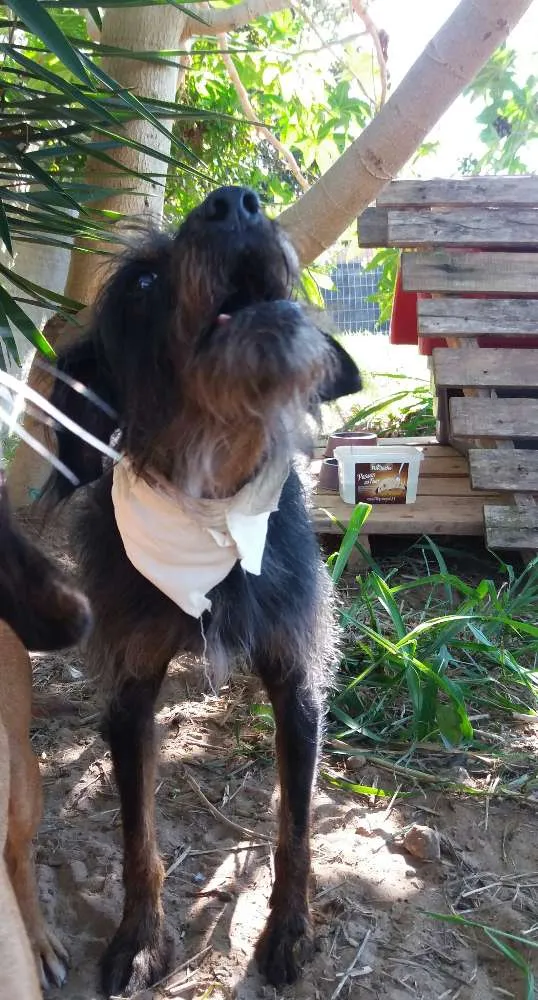 Cachorro ra a SRD idade 5 anos nome Barba