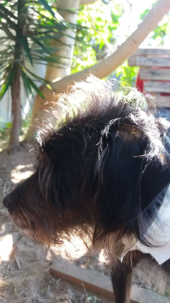 Cachorro ra a SRD idade 5 anos nome Barba