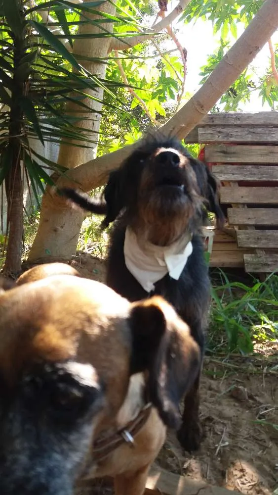 Cachorro ra a SRD idade 5 anos nome Barba