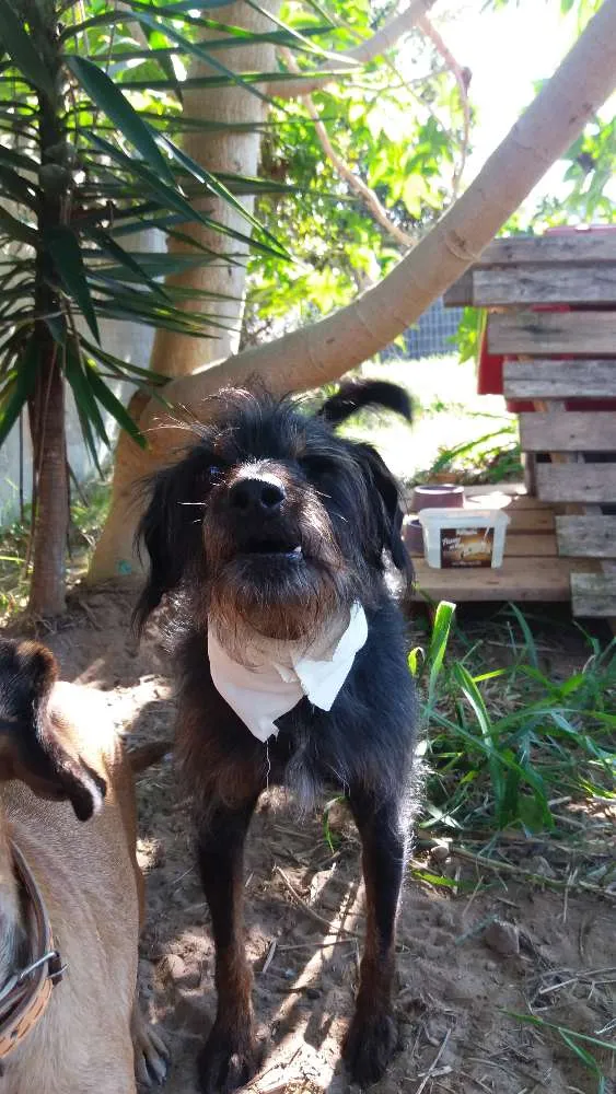 Cachorro ra a SRD idade 5 anos nome Barba