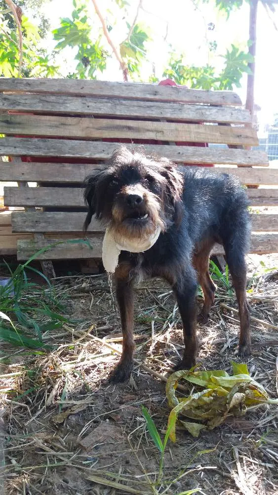 Cachorro ra a SRD idade 5 anos nome Barba