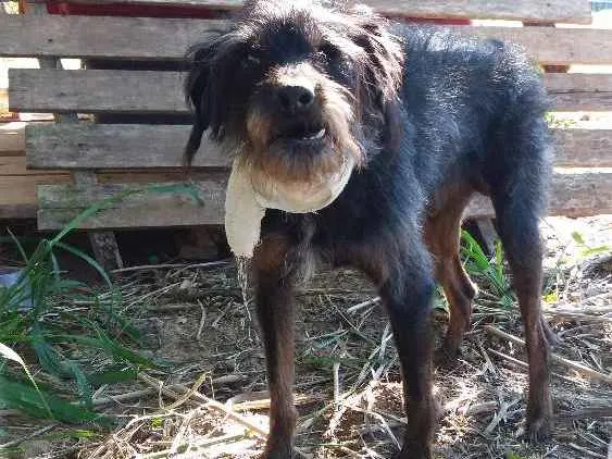 Cachorro ra a SRD idade 5 anos nome Barba