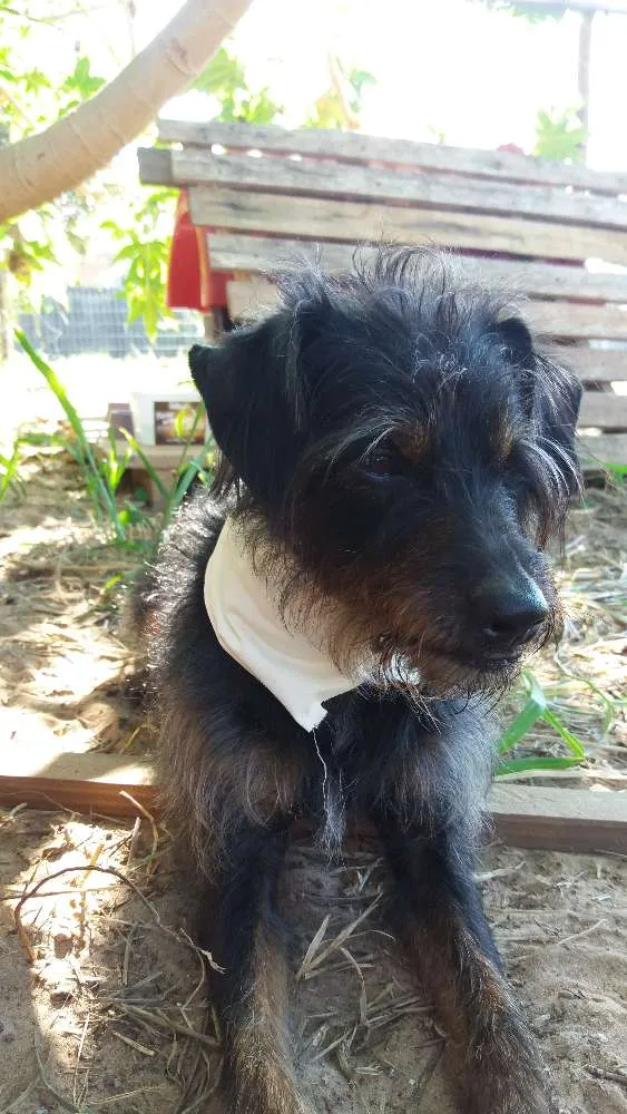 Cachorro ra a SRD idade 5 anos nome Barba