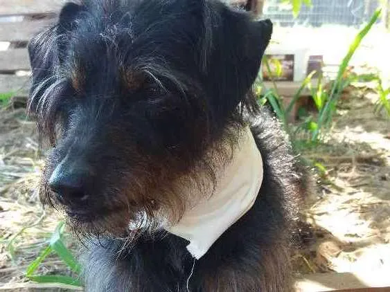 Cachorro ra a SRD idade 5 anos nome Barba