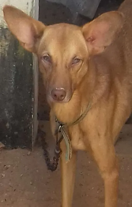 Cachorro raça vira lata idade 7 a 11 meses nome zeus
