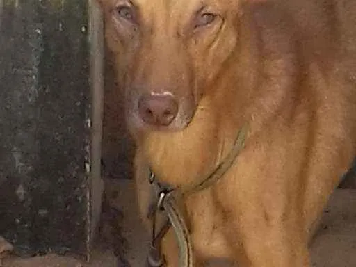 Cachorro raça vira lata idade 7 a 11 meses nome zeus