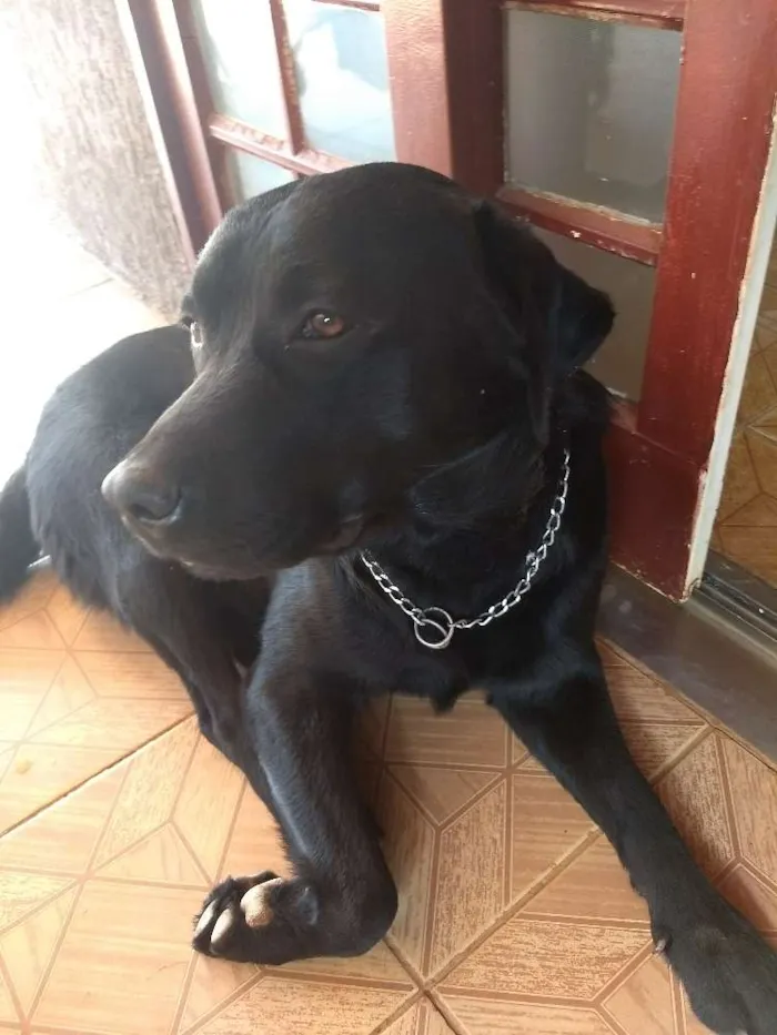 Cachorro ra a Labrador idade 3 anos nome Apolo