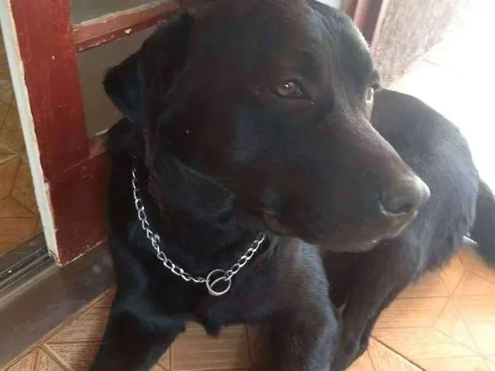 Cachorro ra a Labrador idade 3 anos nome Apolo