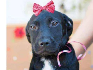 Cachorro raça  idade 2 a 6 meses nome Vivi Bebezinha