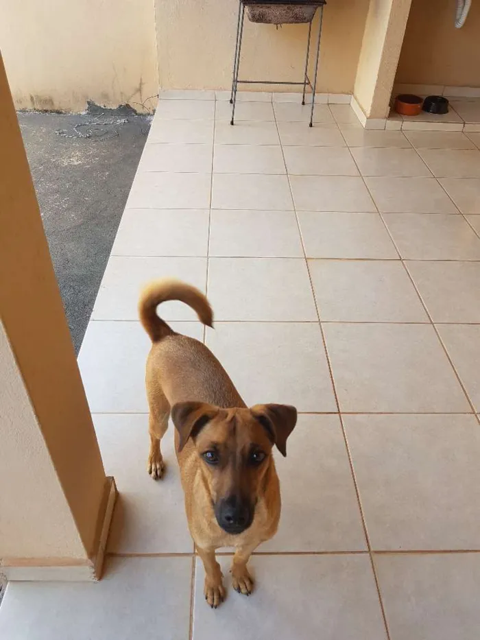 Cachorro ra a Sem raça definida idade 1 ano nome Tody