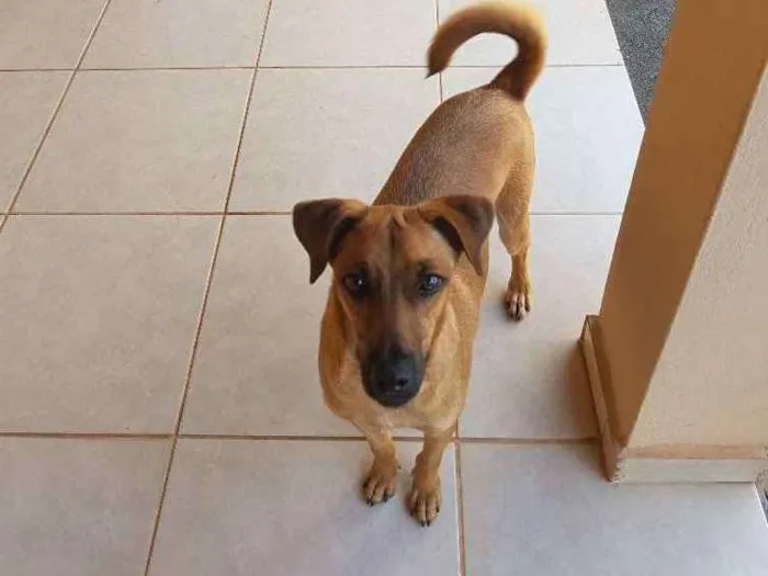 Cachorro ra a Sem raça definida idade 1 ano nome Tody
