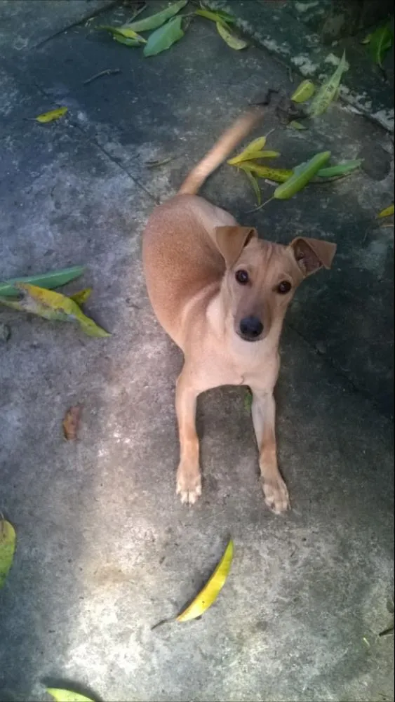 Cachorro raça sem raça definida  idade 7 a 11 meses nome Ted