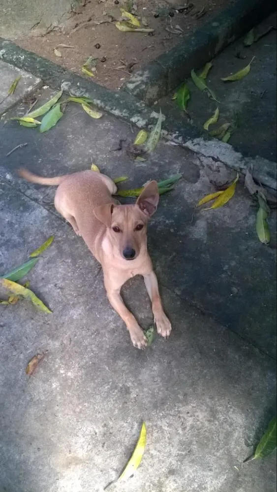 Cachorro raça sem raça definida  idade 7 a 11 meses nome Ted